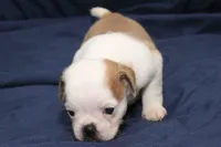 Chopper, a male Pug for sale in Clarkson, KY – 5 of 6