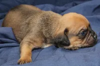 Todd, a male Puggle for sale in Clarkson, KY – 2 of 3