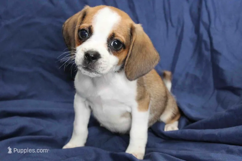 Jasper – Puggle puppy for sale in Clarkson, KY