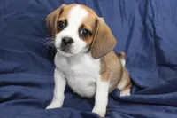 Jasper, a male Puggle for sale in Clarkson, KY – 1 of 8
