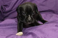 Tux, a male Puggle for sale in Clarkson, KY – 3 of 8