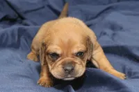 Bambi, a female Puggle for sale in Clarkson, KY – 4 of 4