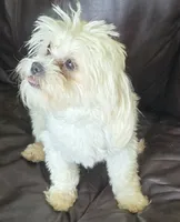 Libby, a female Shihpoo for sale in Clarkson, KY – 4 of 10