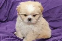 Pearl, a female Shihpoo for sale in Clarkson, KY – 3 of 4