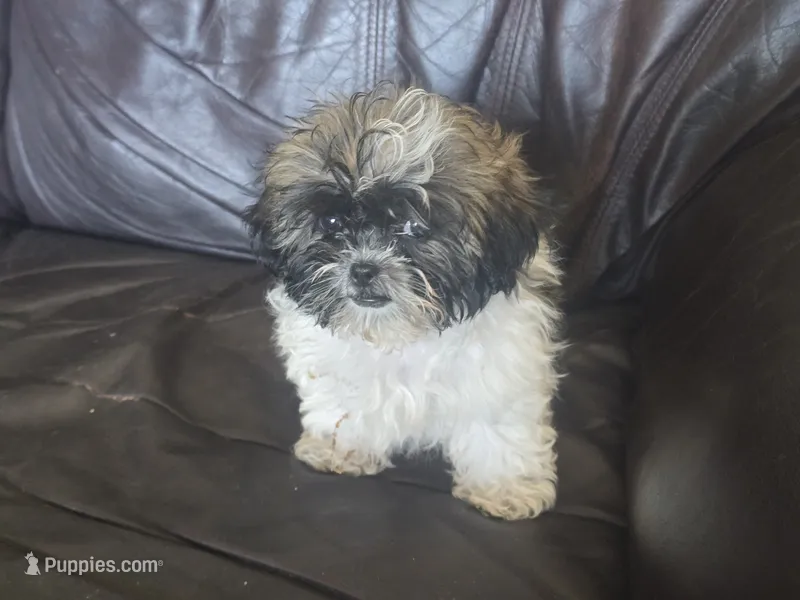Molly 2.5 pound – Shih Tzu puppy for sale in Clarkson, KY
