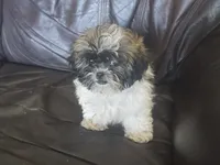 Molly 2.5 pound, a female Shih Tzu for sale in Clarkson, KY – 1 of 7