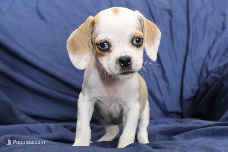 Duchess – Puggle puppy for sale in Clarkson, KY