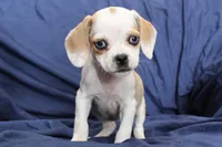 Duchess, a female Puggle for sale in Clarkson, KY – 1 of 8