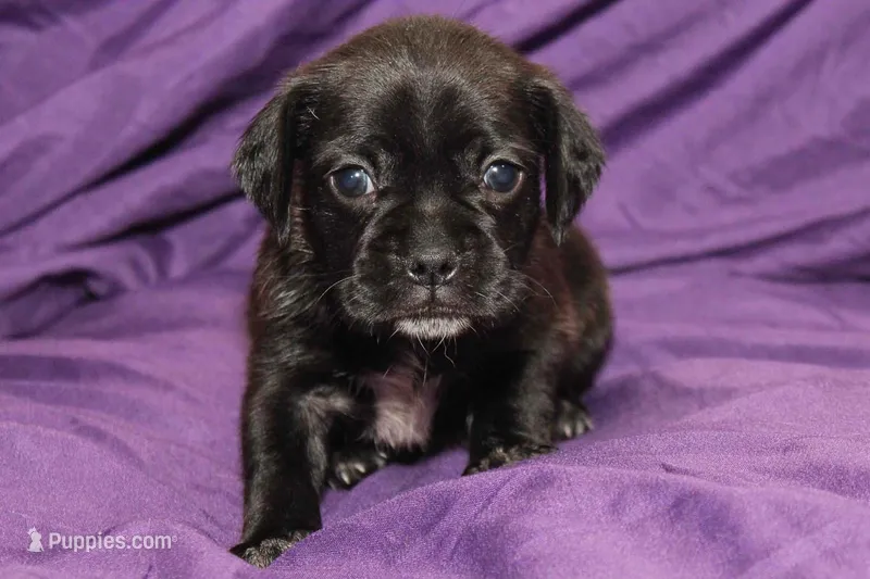 Vader – Puggle puppy for sale in Clarkson, KY