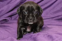 Vader, a male Puggle for sale in Clarkson, KY – 1 of 9