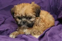 Hattie , a female Shih Tzu for sale in Clarkson, KY – 3 of 4