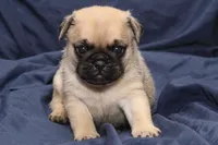 Theo, a male Pug for sale in Clarkson, KY – 2 of 6