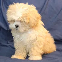 Turner, a male Shihpoo for sale in Clarkson, KY – Photo 3 of 6