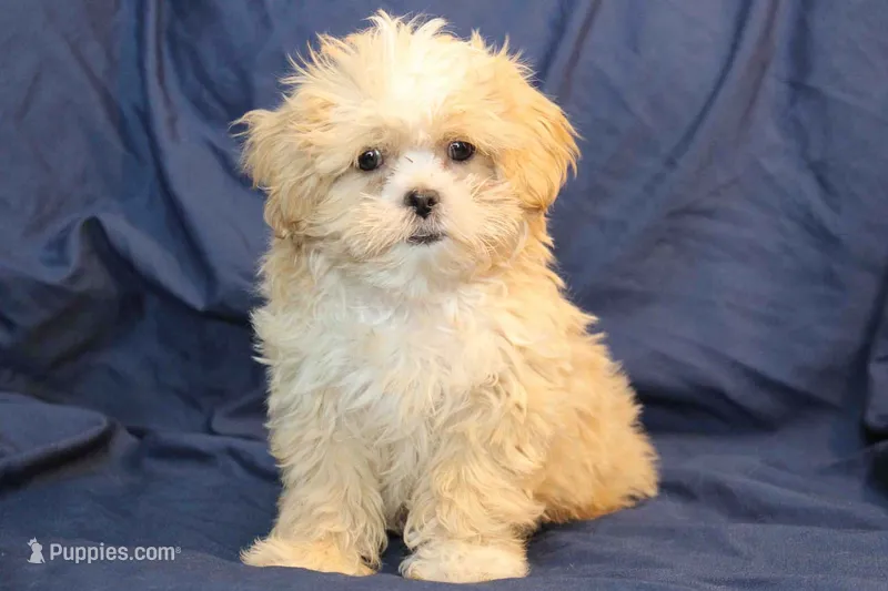 Turner – Shihpoo puppy for sale in Clarkson, KY
