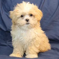 Turner, a male Shihpoo for sale in Clarkson, KY – Photo 2 of 6