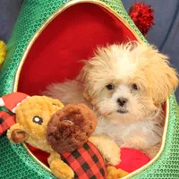 Turner, a male Shihpoo for sale in Clarkson, KY – Photo 1 of 6