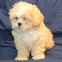 Turner, a male Shihpoo for sale in Clarkson, KY – Photo 5 of 6
