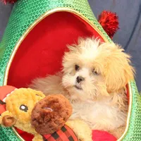 Turner, a male Shihpoo for sale in Clarkson, KY – Photo 4 of 6