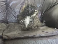 Charlie, a male Shihpoo for sale in Clarkson, KY – 7 of 9