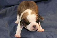 Sky, a female Puggle for sale in Clarkson, KY – Photo 1 of 3