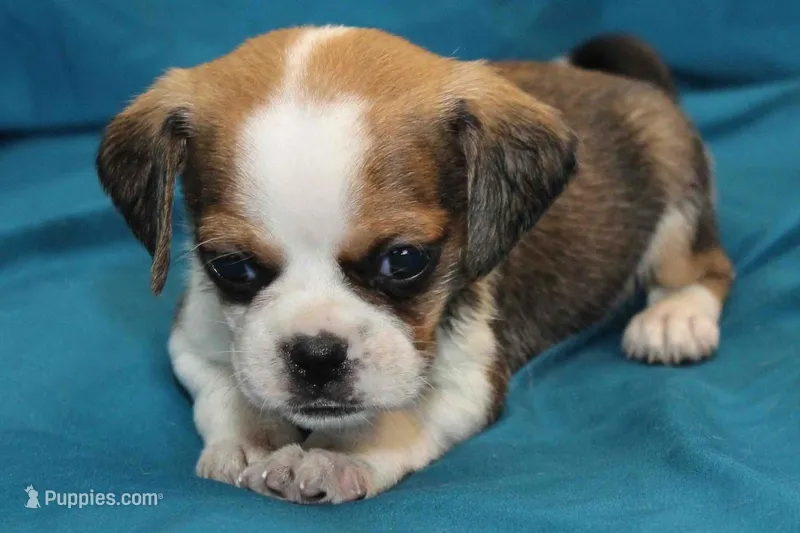 Sky – Puggle puppy for sale in Clarkson, KY