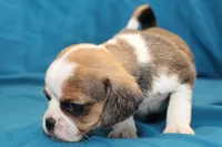 Sky, a female Puggle for sale in Clarkson, KY – 5 of 8