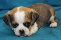 Sky, a female Puggle for sale in Clarkson, KY – 4 of 8