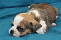Sky, a female Puggle for sale in Clarkson, KY – 2 of 8