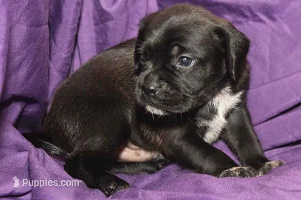 Zorro – Puggle puppy for sale in Clarkson, KY