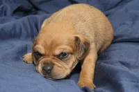 Bambi, a female Puggle for sale in Clarkson, KY – 3 of 4