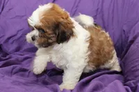 Scout, a male Shihpoo and Shih Tzu for sale in Clarkson, KY – 2 of 6