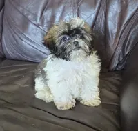 Molly 2.5 pound, a female Shih Tzu for sale in Clarkson, KY – 2 of 7
