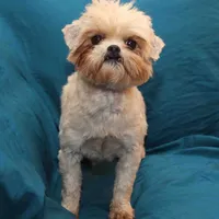 Sandy, a female Shihpoo for sale in Clarkson, KY – Photo 6 of 6