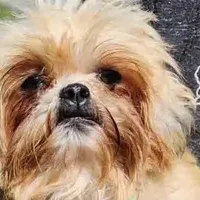 Sandy, a female Shihpoo for sale in Clarkson, KY – Photo 3 of 6
