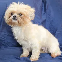 Sandy, a female Shihpoo for sale in Clarkson, KY – Photo 1 of 6