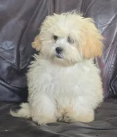 Brody, a male Shihpoo for sale in Clarkson, KY – 3 of 7