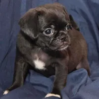 April, a female Puggle for sale in Clarkson, KY – Photo 2 of 6