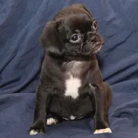 April, a female Puggle for sale in Clarkson, KY – Photo 1 of 6