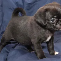 April, a female Puggle for sale in Clarkson, KY – Photo 5 of 6