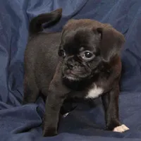 April, a female Puggle for sale in Clarkson, KY – Photo 4 of 6