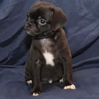 April, a female Puggle for sale in Clarkson, KY – Photo 6 of 6