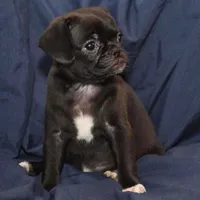 April, a female Puggle for sale in Clarkson, KY – Photo 3 of 6