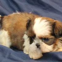 Pixie UNDER 4 lbs, a female Shih Tzu for sale in Clarkson, KY – Photo 8 of 10