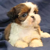 Pixie UNDER 4 lbs, a female Shih Tzu for sale in Clarkson, KY – Photo 4 of 10