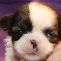 Pixie UNDER 4 lbs, a female Shih Tzu for sale in Clarkson, KY – Photo 9 of 10