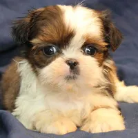 Pixie UNDER 4 lbs, a female Shih Tzu for sale in Clarkson, KY – Photo 2 of 10