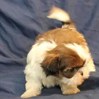 Pixie UNDER 4 lbs, a female Shih Tzu for sale in Clarkson, KY – Photo 7 of 10