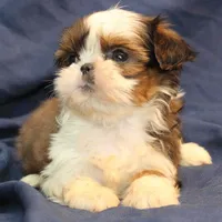 Pixie UNDER 4 lbs, a female Shih Tzu for sale in Clarkson, KY – Photo 6 of 10