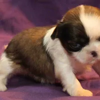 Pixie UNDER 4 lbs, a female Shih Tzu for sale in Clarkson, KY – Photo 10 of 10