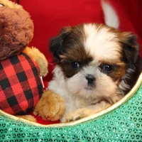 Pixie UNDER 4 lbs, a female Shih Tzu for sale in Clarkson, KY – Photo 1 of 10